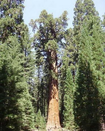 世界上现存的十棵最古老树木 已5000岁了!