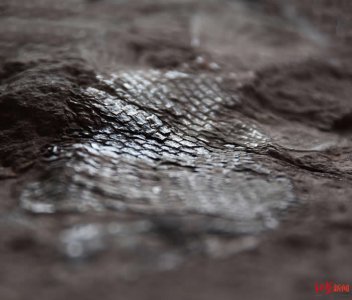 ​四川省丹棱县幸福古村发现疑似恐龙时代的鳞齿鱼化石