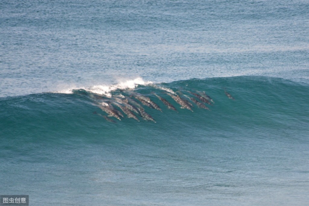 海中的精灵—海豚唯美图片