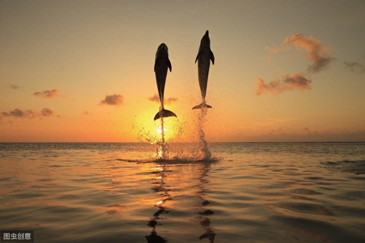 海中的精灵—海豚唯美图片