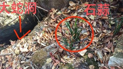 ​石蒜又叫彼岸花常常长在蛇洞边，它还是蛇的克星