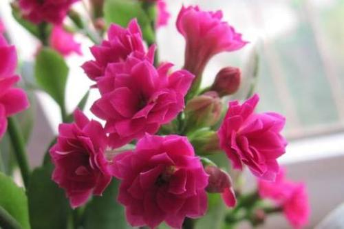 长生花的花语及寓意(关于长寿花的花语介绍)