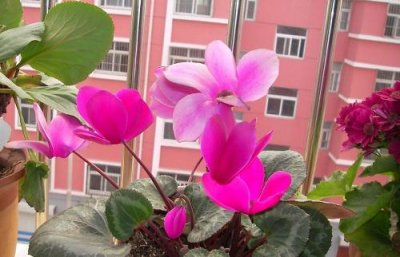 ​家庭养花使用塑料薄膜的方法