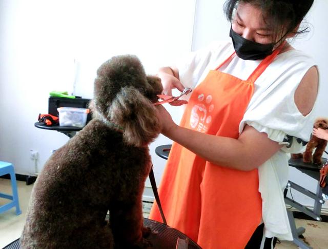 宠物美容师一般学多久(学宠物美容师需要多久时间)(1)
