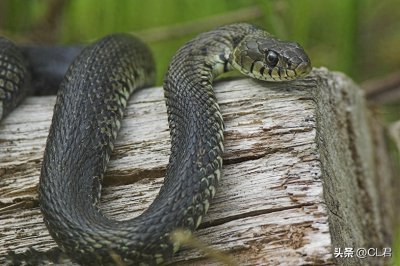 ​老人说“蛇怕四物”，房前屋后种一棵，家里保准不见蛇，哪四物？