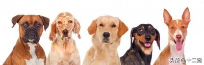 ​警惕，这20种食物一定不可以给狗狗吃，对它来说是“毒药”